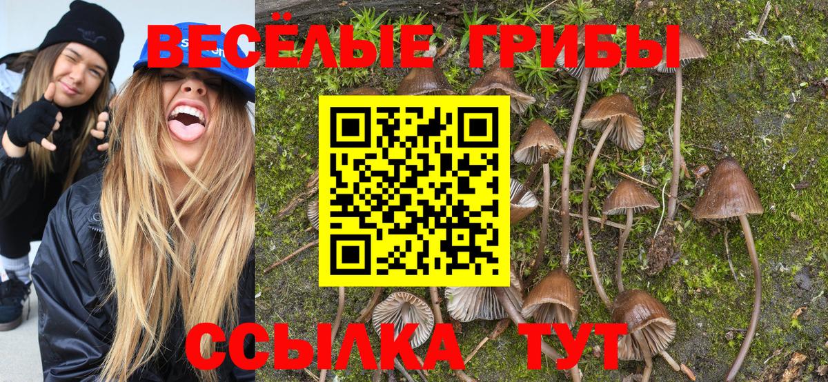 Псилоцибиновые грибы Psilocybe Сергиев Посад